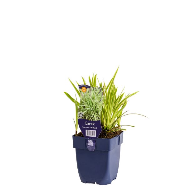 Image de Carex morrowii 'Goldband' - pot de 11 cm.