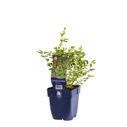 Agrandir l'image de Sanguisorba 'Proud Mary' - pot de 11 cm. Image de Sanguisorba 'Proud Mary' - pot de 11 cm.