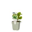 Image de Brunnera mac. 'Betty Bowring' - pot de 11 cm.