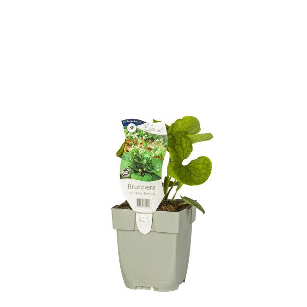 Image de Brunnera mac. 'Betty Bowring' - pot de 11 cm.