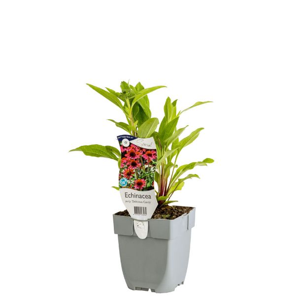 Image de Echinacea purp. 'Delicious Candy' - pot de 11 cm.