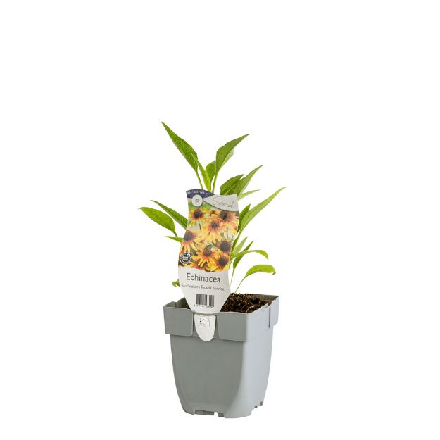 Image de Echinacea SunSeekers Tequila Sunrise - pot de 11 cm.