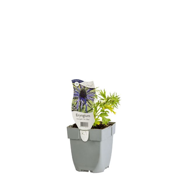 Image de Eryngium bourgatii 'Pen Blue' - pot de 11 cm.