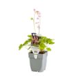 Image de Heucherella 'Pink Revolution' - pot de 11 cm.
