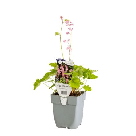 Agrandir l'image de Heucherella 'Pink Revolution' - pot de 11 cm. Image de Heucherella 'Pink Revolution' - pot de 11 cm.