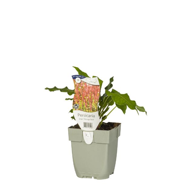 Image de Persicaria ampl. 'Orange field' - pot de 11 cm.