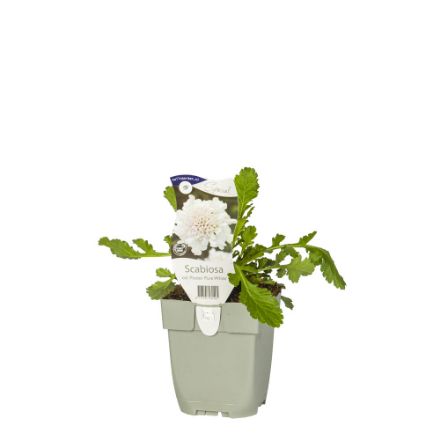 Agrandir l'image de Scabiosa col. 'Flutter Pure White' - pot de 11 cm. Image de Scabiosa col. 'Flutter Pure White' - pot de 11 cm.