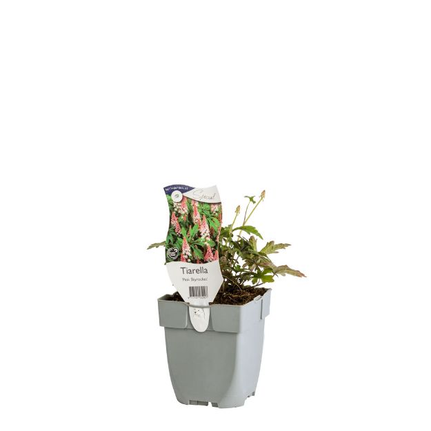 Image de Tiarella 'Pink Skyrocket' - pot de 11 cm.