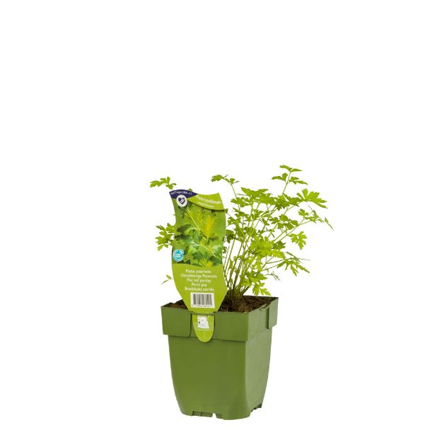 Image de Petroselinum neapolitanum - pot de 11 cm.