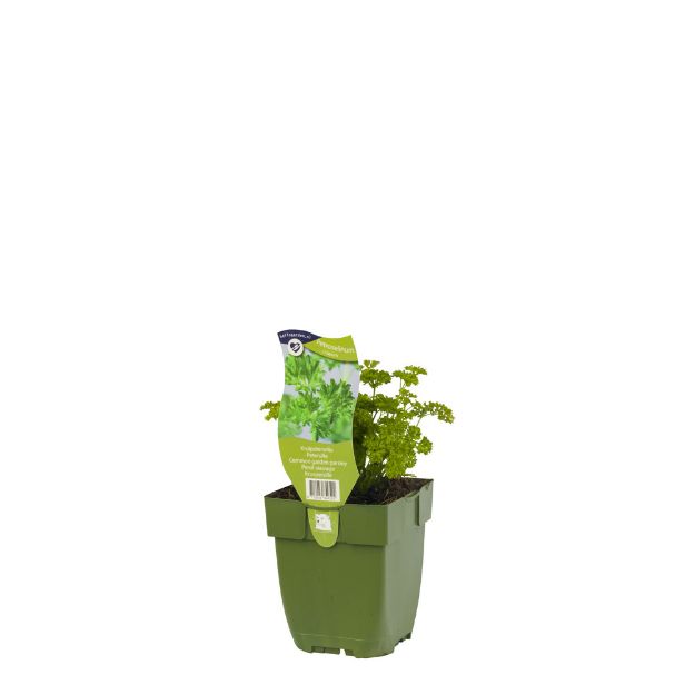 Image de Petroselinum crispum - pot de 11 cm.