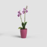 Image de POT FIJI ORCHIDÉE 12,5CM ROSE INTENSE