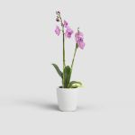 Image de CACHE-POT THALIA ORCHIDÉE 14 MA BLANC NEIGE
