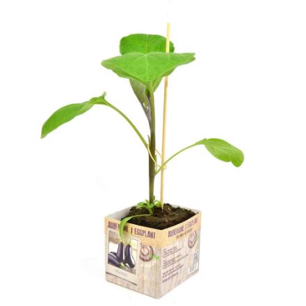 Agrandir l'image de Aubergine motte 10cm + boite Image de Aubergine motte 10cm + boite