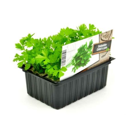 Agrandir l'image de Céleri à jets barquette 6 pièces Image de Céleri à jets barquette 6 pièces