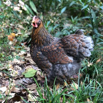 Agrandir l'image de Poule Wyandotte Image de Poule Wyandotte
