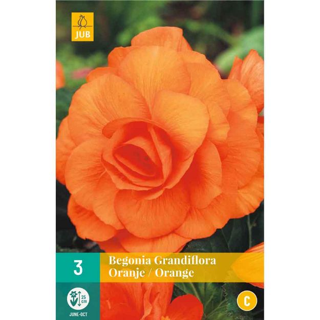 Image de 3 bulbes de fleurs de begonias grandiflora orange