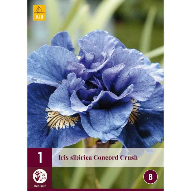 Image de 1 bulbe de fleur iris sibirica concord crush