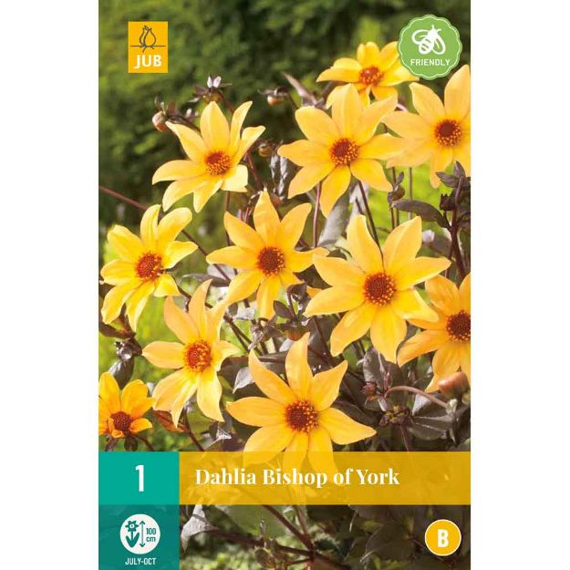 Image de 1 bulbe de fleur de dahlia bishop of york