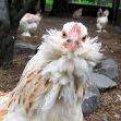 Agrandir l'image de Poule faverolle géante Image de Poule faverolle géante