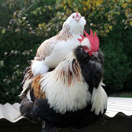 Agrandir l'image de Poule faverolle géante Image de Poule faverolle géante