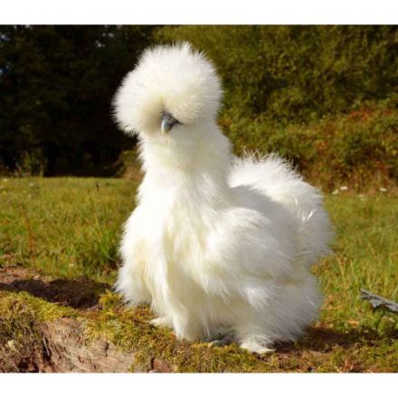 Agrandir l'image de Poule de soie Image de Poule de soie