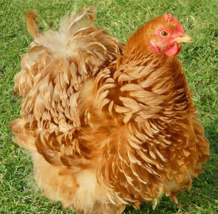 Agrandir l'image de Poule Bantam de Pékin normal ou frisé Image de Poule Bantam de Pékin normal ou frisé