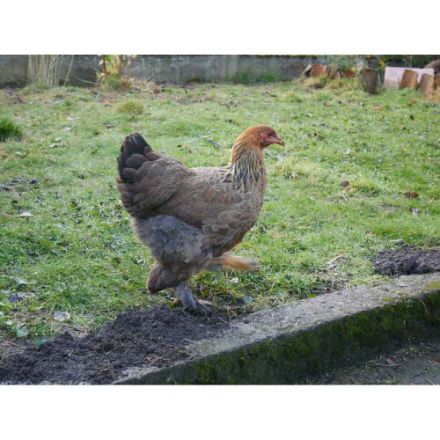 Agrandir l'image de Poule brahma géante Image de Poule brahma géante