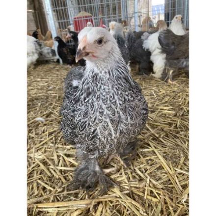 Agrandir l'image de Poule brahma géante Image de Poule brahma géante