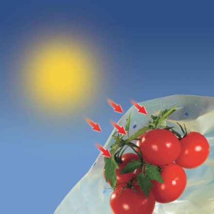 Agrandir l'image de TOMATOTUBE-Housse tomates LDPE 50 microns- 0,60x10m Image de TOMATOTUBE-Housse tomates LDPE 50 microns- 0,60x10m