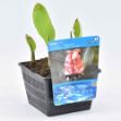 Image de Canna Pink Pot 18cm
