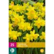 Image de 25 narcisses tete-a-tete calibre : 10/11