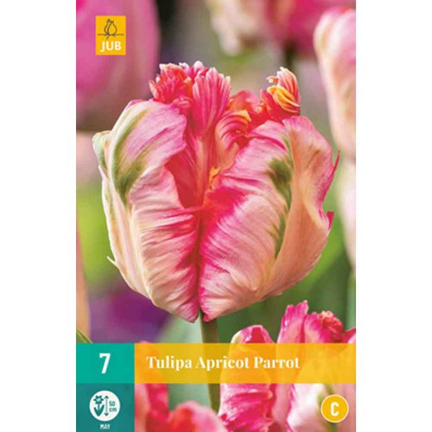 Image de 7 tulipes apricot parrot calibre : 11/12