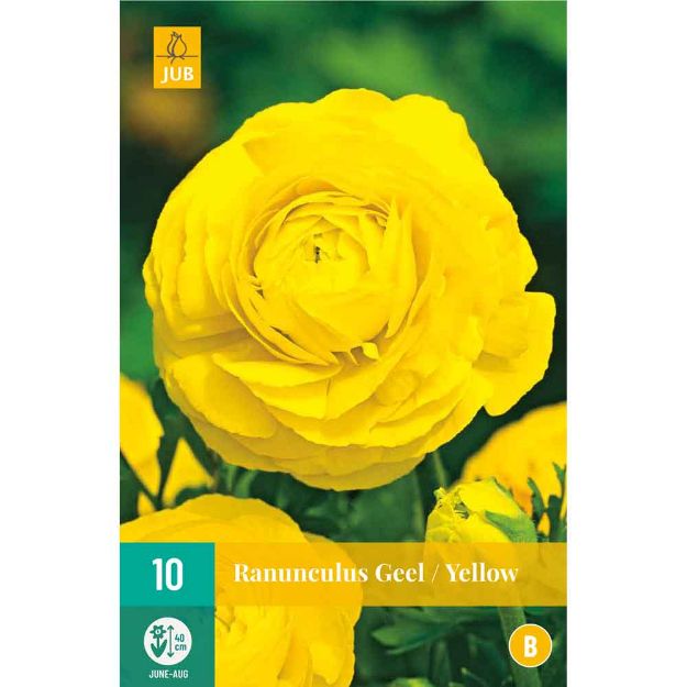 Image de 10 bulbes de fleurs de ranunculus jaune