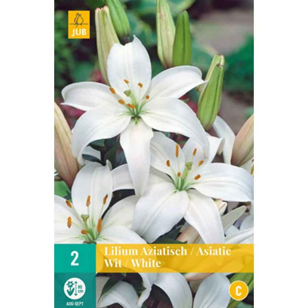 Image de 2 bulbes lys asiatique blanc 16/18