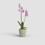 Image de CACHE-POT THALIA ORCHIDÉE 14 MA VERT CLAIR