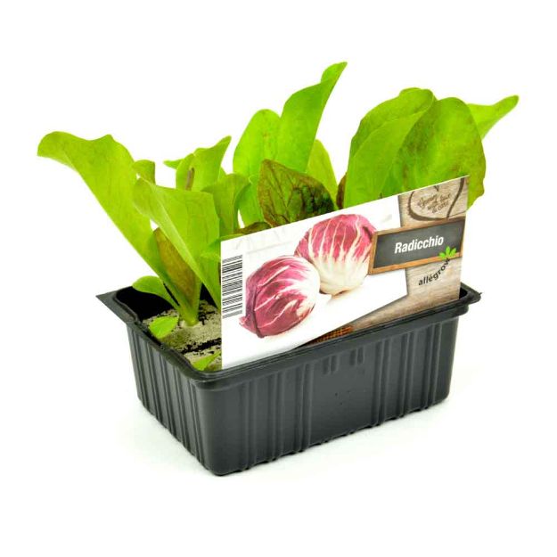 Image de Radicchio barquette 6 pièces