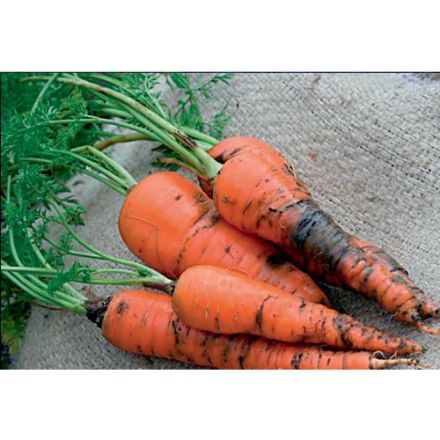 Agrandir l'image de PROTECT TUNNEL 0,60x0,45x3m Image de PROTECT TUNNEL 0,60x0,45x3m