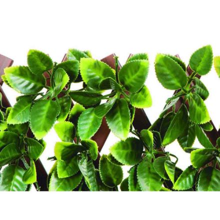 Agrandir l'image de FLEXIGREEN naturel1x2m Image de FLEXIGREEN naturel1x2m