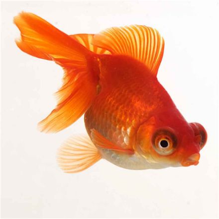 Agrandir l'image de Poisson butterfly tail 9-12 cm Image de Poisson butterfly tail 9-12 cm