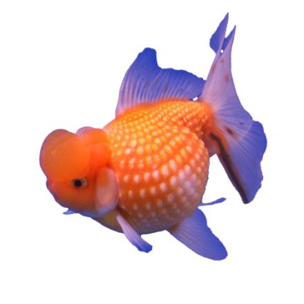 Agrandir l'image de Poisson pearl scale  9-12 cm Image de Poisson pearl scale  9-12 cm