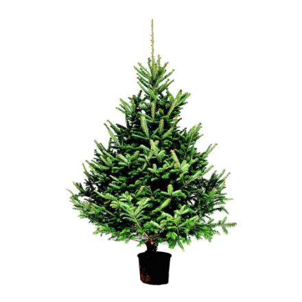 Agrandir l'image de Sapin naturel Abies Fraseri 150-175cm en pot Image de Sapin naturel Abies Fraseri 150-175cm en pot