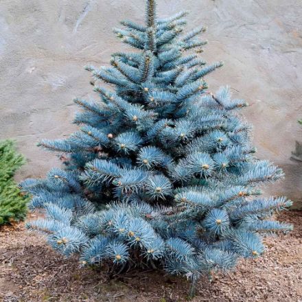 Agrandir l'image de Sapin coupé picéa pungens 125-150cm Image de Sapin coupé picéa pungens 125-150cm