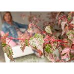 Image de Acer cons. 'Red Flamingo'
