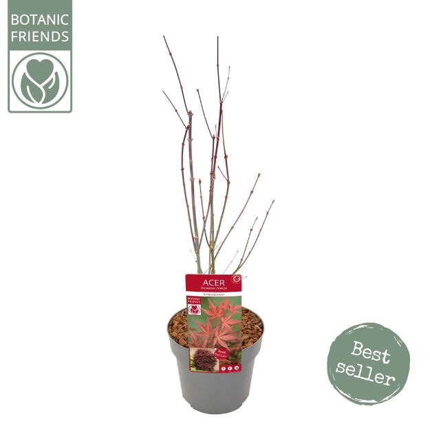 Image de Acer palm. 'Atropurpureum'
