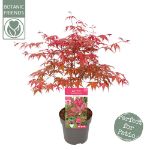 Image de Acer palm. 'Beni-maiko'
