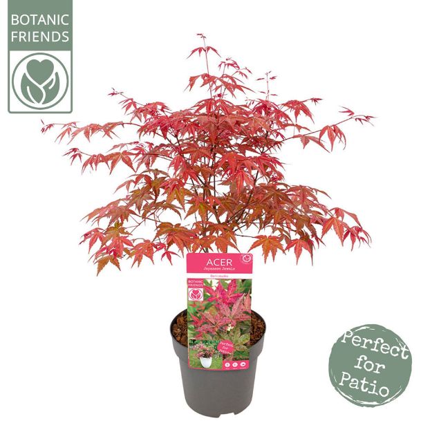 Image de Acer palm. 'Beni-maiko'