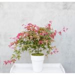 Image de Acer palm. 'Beni-maiko'