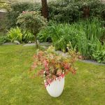 Image de Acer palm. 'Beni-maiko'