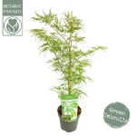 Image de Acer palm. 'Dissectum'
