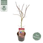 Image de Acer palm. 'Garnet'